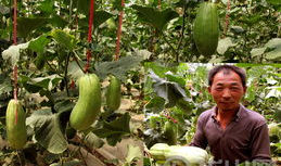 大荔吃瓜最新事件爆料新闻